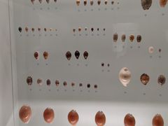 -青岛贝壳博物馆