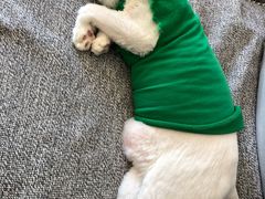 -赵师傅酥鱼(城角街店)