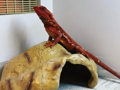 -酷以爬仙阁实体爬宠店·守宫·蜥蜴·专业繁育