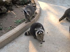 -石家庄市动物园