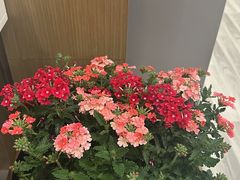 -龙大花卉苗木市场