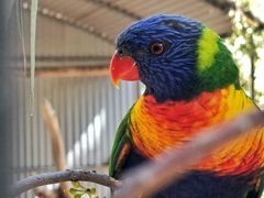 -费瑟代尔野生动物园