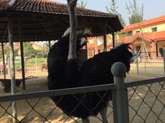 -意大利农场度假村