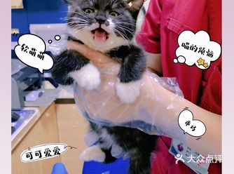 收养了一只流浪喵～带他来附近医院体检，顺便做个耳道清