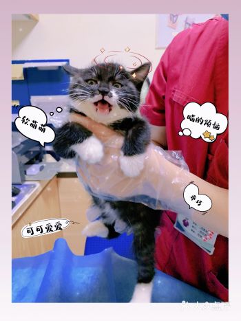 收养了一只流浪喵～带他来附近医院体检，顺便做个耳道清