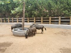 -西霞口神雕山野生动物世界