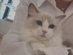 -momokira米努特·德文卷毛猫·棉花面纱犬