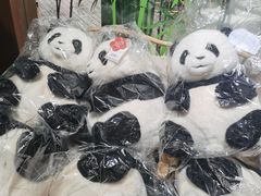 -轩客会(熊猫书店)