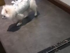 -宠爱国际动物医院· 猫科· 外科·中兽医(长白店)