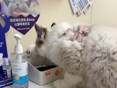 -美联众合爱康动物医院•复杂内科•肿瘤科•牙科•腔镜诊疗中心