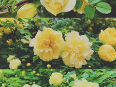 -长春公园(普阳街道)