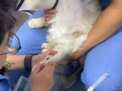 -博特宠物医院24h犬猫全科.骨科·异宠