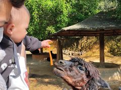 -泉州海丝野生动物世界