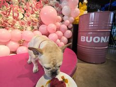 -百好乐宠物友好餐厅(朝外大街店)