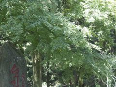 -庐山风景区花径公园
