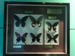 -上海昆虫博物馆