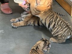 -大连森林动物园