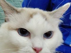 -佳雯宠物医院·皮肤科·内外科(春晓路分院)