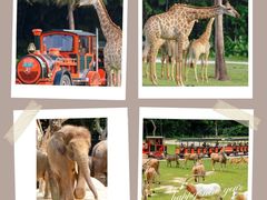 -广州长隆野生动物世界