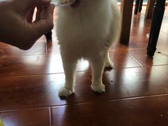 -猫小院猫主题咖啡厅(北锣店)