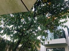 -云里小坐·小院里·团建·宴请·下午茶(三圣乡店)