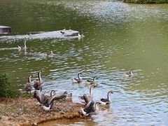 -广州白江湖森林公园