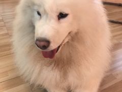 -喵小馆·猫咖狗咖猪咖·饮品店