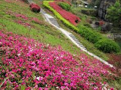 -梭布垭石林景区