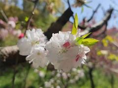 -南汇桃花村
