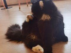 -猫腻·猫咖·撸猫馆(星光大道店)