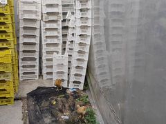 -马陆小张葡萄园农家乐