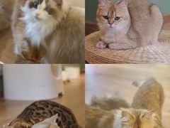 -柯斗斗主题餐厅·狗咖·围炉煮茶·茶饮(国瑞升平里店)