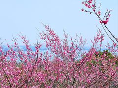 -香雪海