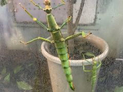 -上海大自然野生昆虫馆(东方明珠·爬宠昆虫探索中心)