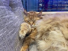 -藏猫猫咖啡主题馆(中央大道店)