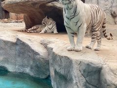 -灵玲国际马戏城