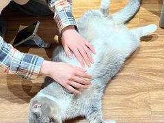 -MOCHA明星猫咖(田子坊店)