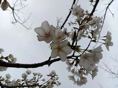 -九科绿洲