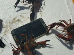 -王红军龙虾(新民路店)