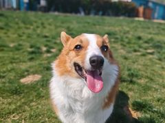 -趣玩宠物乐园寄养训犬训狗游泳池