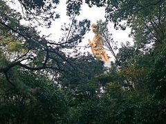 -普陀山雷迪森庄园