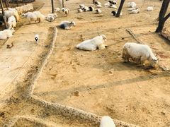 -石家庄市动物园