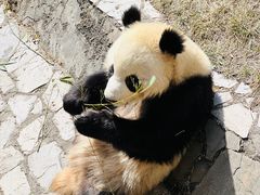 -卧龙中华大熊猫苑神树坪基地