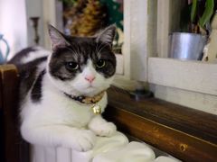 -海边的猫和咖啡馆
