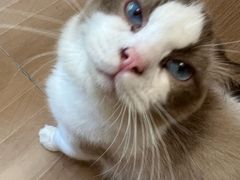 -唐小姐の私宠·宠物洗护美容·撸猫馆·购宠(周浦万达旗舰店)