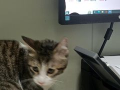 -伟伟宠物医院·瑞派猫友好医院·猫科(光谷店)