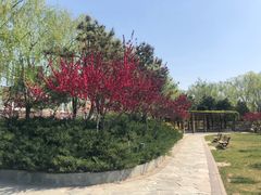 -大兴滨河森林公园