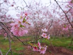 -天适樱花悠乐园