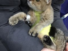 -伟伟宠物医院·CT影像中心·瑞派犬猫综合性门诊(汉口总院)