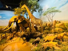 -陕西自然博物馆